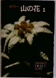 カラー 山の花 1
