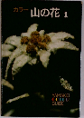 カラー 山の花 1