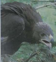 翁倉山の　イヌワシ