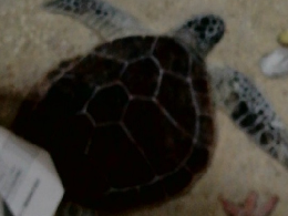 文藝春秋 妃その悲劇の全真相