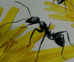 しぜん　あり　キンダーブック 5