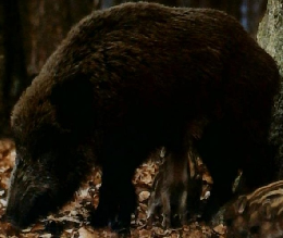 アニマ　1982年12月