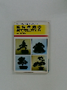 松柏盆栽の育て方仕立て方