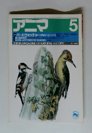 アニマ　5月号　バードウォッチャー探鳥をこえた人たち