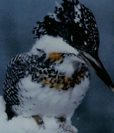 週刊朝日百科 27