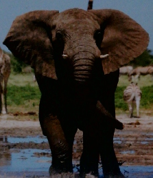 しぜん　キンダーブック 8 いきもの チャンピオン