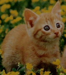 ねこ しぜんのくに　4