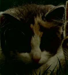 子猫　オクトパス・カラーライブラリー