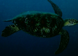 しぜん　キンダーブック うみがめ