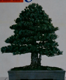 盆栽世界　1978年5月号