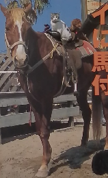 乗馬ライフ　2004年6月号