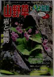 山野草とミニ盆栽　2010初夏