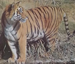 アニマルライフ　93　11/28号