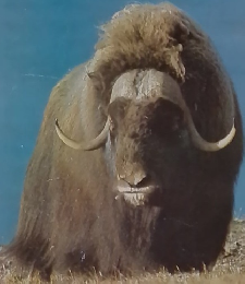 アニマルライフ　6/13号　動物の大世界百科　69