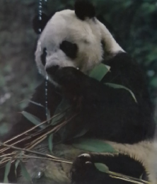 アニマルライフ　68　6/6　動物の大世界百科