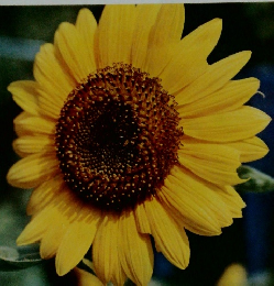 カラー図鑑百科　5　植物