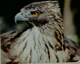 カラー図鑑百科4鳥類