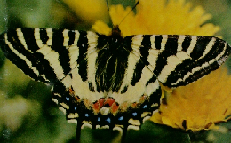 カラー図鑑百科 2 昆虫