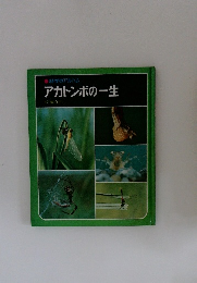 アカトンボの一生
