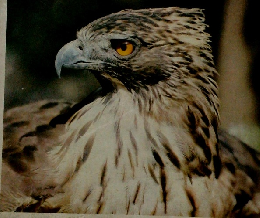 カラー図鑑百科 4　 鳥類