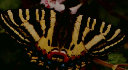 図鑑 わたしたちの科学百科 ② こん虫