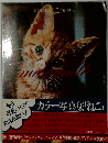 豪華写真集 ねこ