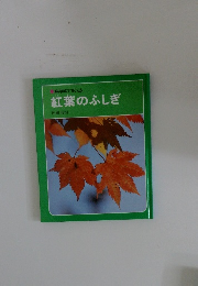 紅葉のふしぎ　科学のアルバム