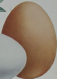 COOK 料理全集 卵の料理 4