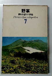 野草7　 原色学習ワイド図鑑