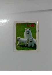 かわいいおともだち いぬ