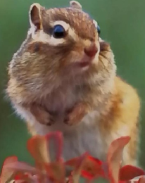 りす　しぜん　10