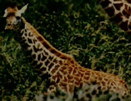 わたしたちの地理　世界編