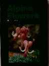 Alpine Flowers