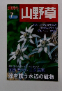 山野草　2004年7月
