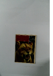 動物のアフリカ