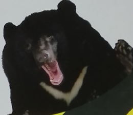 しぜん　8　きけんないきもの