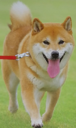 しぜん　1　いぬ