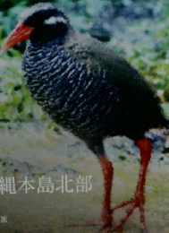 ソラタネ　2024.9