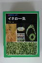 イネの一生