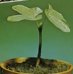 アサガオたねからたねまで