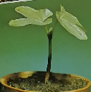 アサガオたねからたねまで