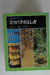 ミツバチのふしぎ