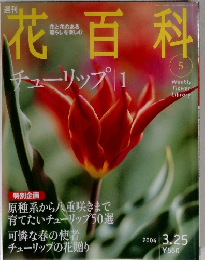 花百科　5　チューリップ 1