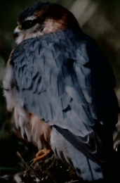 こだわってみた自然