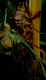 せみととんぽ向村   ずかんらんど 17