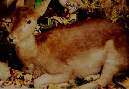 THURIES MAGAZINE　LE CIBIER