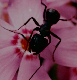 かかくらんど　4