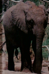 しぜんのえほん　1992年4月号　ぞん