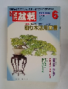 近代　盆栽　2004年6月号