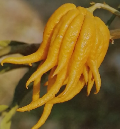 週刊朝日百科 世界の植物　41